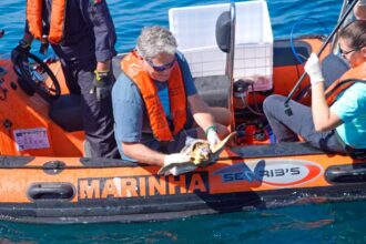 Seis tartarugas-marinhas regressaram ao oceano após meses de recuperação no Porto d’Abrigo do Zoomarine Algarve.