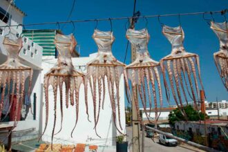 Defeso do polvo no Algarve fica suspenso em 2026 após meses de mau tempo causarem prejuízos significativos à frota pesqueira.