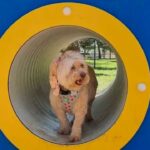PSD de Portimão critica a rejeição da proposta para estudar a relocalização do parque canino da Quinta do Caneco.