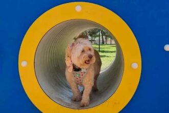 PSD de Portimão critica a rejeição da proposta para estudar a relocalização do parque canino da Quinta do Caneco.