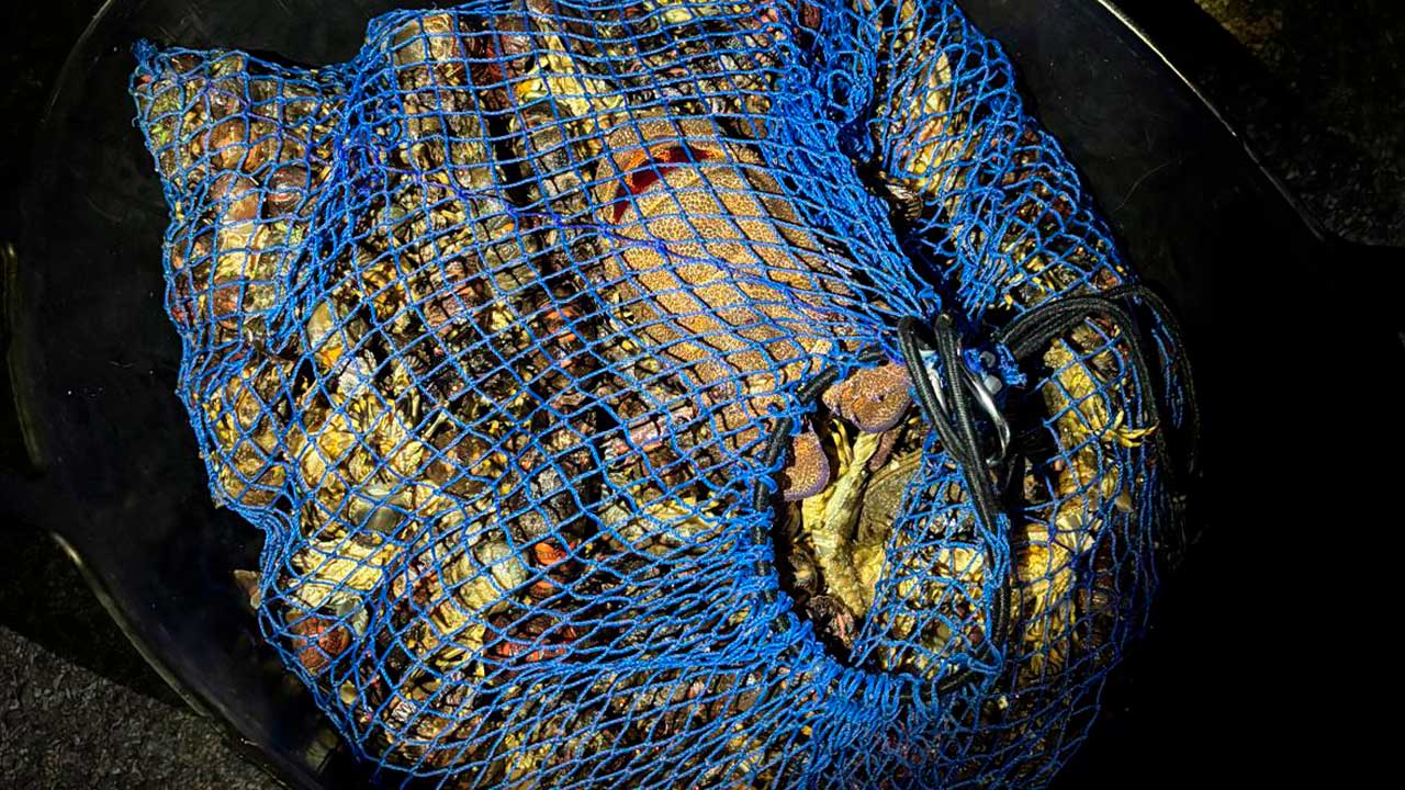 Fiscalização permitiu apreender pescado, marisco e material utilizado numa ação de pesca submarina ilegal.
