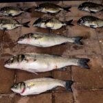 Fiscalização permitiu apreender pescado, marisco e material utilizado numa ação de pesca submarina ilegal.