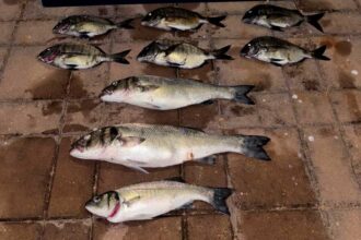 Fiscalização permitiu apreender pescado, marisco e material utilizado numa ação de pesca submarina ilegal.