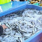 A população de sardinha quadruplicou na última década graças a medidas de gestão sustentável da pesca.