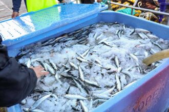 A população de sardinha quadruplicou na última década graças a medidas de gestão sustentável da pesca.