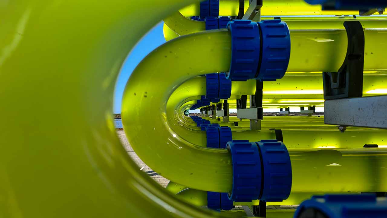 Microalgas da Necton podem abrir caminho a novos nutracêuticos para obesidade e diabetes através do projeto CHLOROFIT.