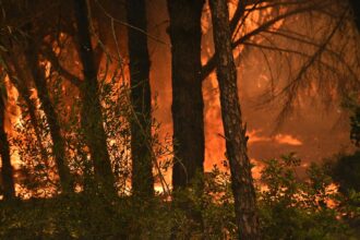 Quercus tem propostas para prevenir grandes incêndios rurais.