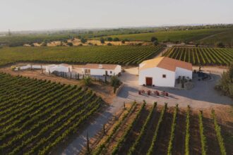 Tavira promove uma experiência dedicada aos vinhos locais, com visita guiada e prova comentada no âmbito do «Cabaz da Terra».