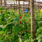 Especialistas reúnem-se na FACECO para discutir como o clima, o regadio e a inovação vão moldar o futuro da agricultura.