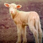 22.ª edição decorre de 11 a 13 de setembro em Vale do Poço e reúne produtos regionais, maquinaria agrícola, animais, colóquios e animação musical.
