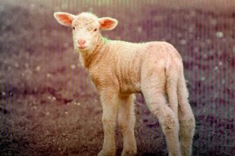 22.ª edição decorre de 11 a 13 de setembro em Vale do Poço e reúne produtos regionais, maquinaria agrícola, animais, colóquios e animação musical.