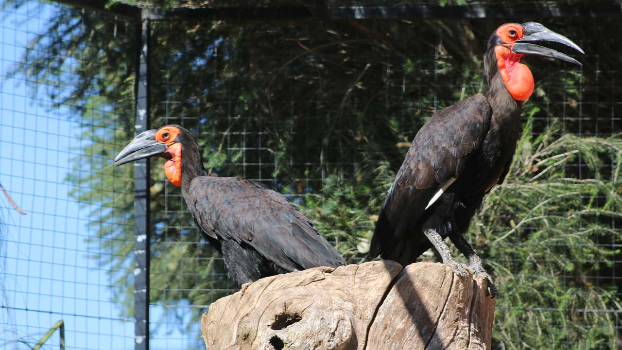 Zoo de Lagos alcança um feito inédito com o nascimento de um calau-terrestre, espécie vulnerável acompanhada há 17 anos.