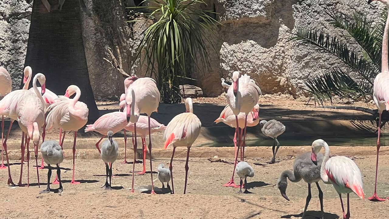 Zoo de Lagos anunciou o nascimento de sete crias de flamingo-grande, resultado do reforço e da estabilização da colónia existente no parque.