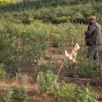 Município vai disponibilizar 139 mil euros e sementes para criar pastagens, manter faixas de combustível e melhorar caminhos agrícolas.
