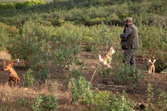 Município vai disponibilizar 139 mil euros e sementes para criar pastagens, manter faixas de combustível e melhorar caminhos agrícolas.