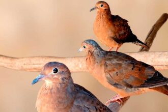 Zoo de Lagos celebra quatro novas crias de rola-de-Socorro, uma espécie classificada como extinta na natureza.